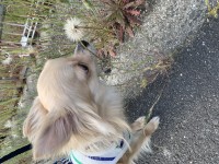 りほのブログ：ふわふわ