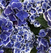さやかのブログ：紫陽花?