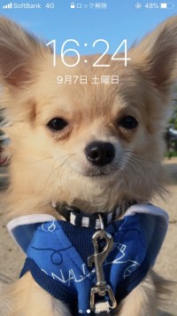 りほのブログ：ニャオじゃないんかい