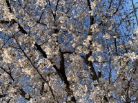 りほのブログ：?