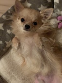 りほのブログ：さぁ飼い主よ