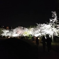 マスター(PAPA)のブログ：夜桜✨