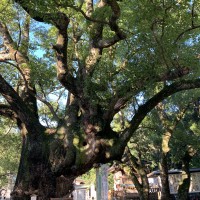 るいのブログ：神社部発動⛩? ⋆͛