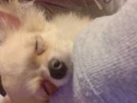 りほのブログ：こんばんは