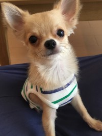 りほのブログ：シシガミ様