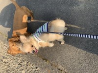 りほのブログ：???