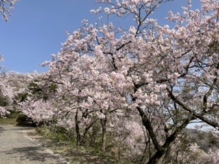 いちかのブログ：桜も終わり