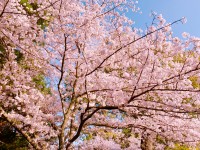 はづきのブログ：春だな~