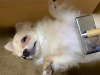 りほのブログ：リュシータ・トエル・ウル・ラピュタ